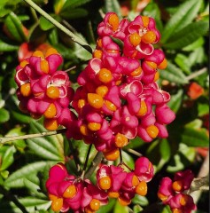 Euonymus Europaeus 'Red Cascade'
