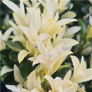 Euonymus Japonicus 'Paloma Blanca'