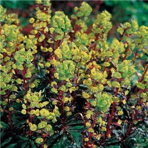 Euphorbia Amygdaloides 'Purpurea'