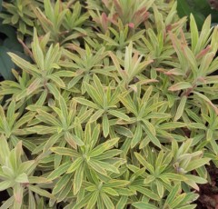 Euphorbia Martinii 'Ascot Rainbow'
