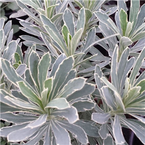 Euphorbia Characias 'Silver Edge'