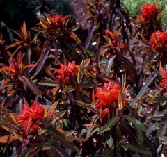Euphorbia Griffithii 'Dixter'