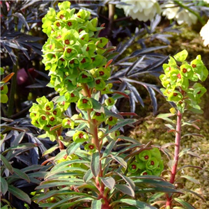 Euphorbia 'Martinii'