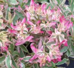 Euphorbia Polychroma 'First Blush'