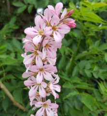 Francoa Sonchifolia 'Pink Bouquet'