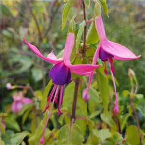 Fuchsia (Hardy) 'Chillerton Beauty'
