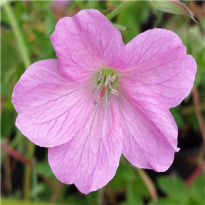 Geranium Oxonianum 'Wargraves Pink'