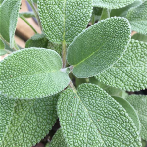 Herb Sage Silver (Salvia Officinalis)