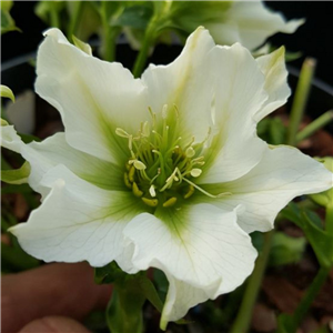 Helleborus X Hybridus Clematis Flowered White