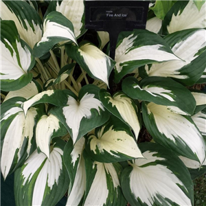 Hosta 'Fire And Ice'