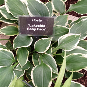 Hosta 'Lakeside Baby Face'