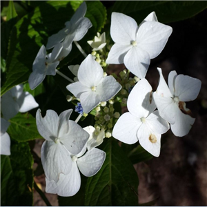 Hydrangea Macrophylla 'Lanarth White'