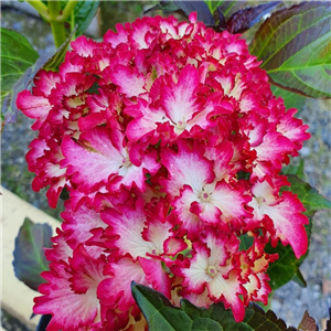 Hydrangea Macrophylla 'Magical Colour Dream'