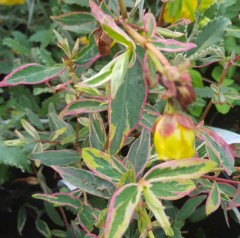 Hypericum Moseranum 'Tricolor'