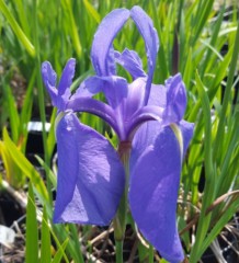 Iris Ensata 'Azure'
