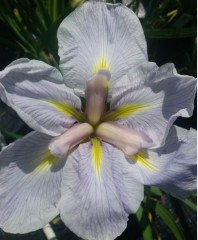 Iris Ensata 'Hercule'