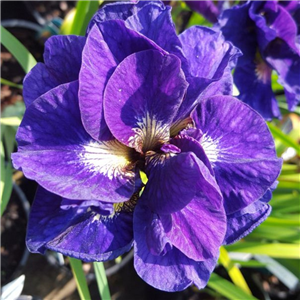 Iris Sibirica 'Kabluey'