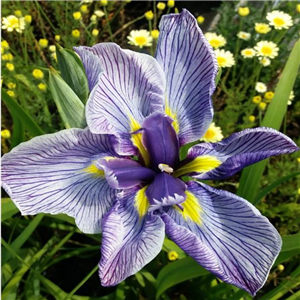 Iris Ensata 'Pin Stripe'