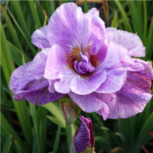 Iris Ensata 'Pink Parfait'