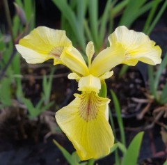 Iris Pseudoacorus 'Bastardii'