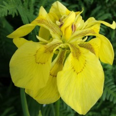 Iris Pseudoacorus 'Flore Pleno'