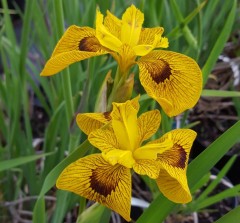 Iris Pseudoacorus 'Roy Davidson'