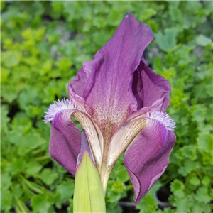 Iris Reichenbachii 'Purple Form'