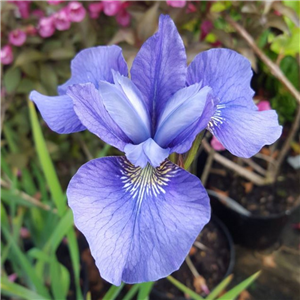 Iris Sibirica 'Blue Bird'