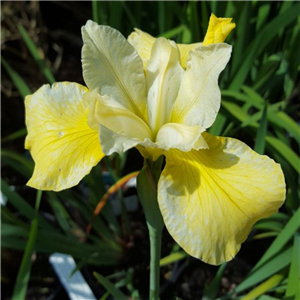 Iris Sibirica 'Butter And Sugar'