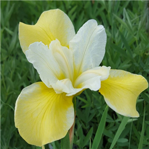 Iris Sibirica 'Chartreuse Bounty'