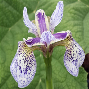 Iris Sibirica 'Gelber Mantel'