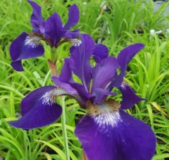 Iris Sibirica 'Hubbard'