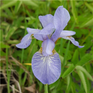 Iris Sibirica 'Ottowa'