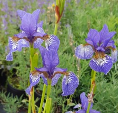 Iris Sibirica 'Persimmon'