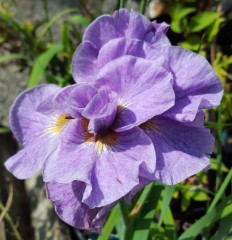 Iris Sibirica 'Pink Parfait'