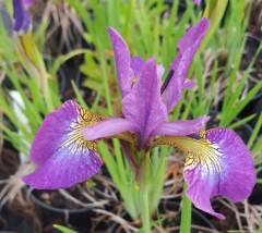 Iris Sibirica 'Sparkling Rose'