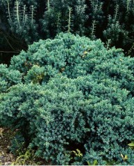 Juniperus Squamata 'Blue Star'