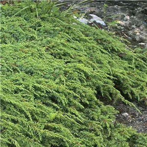 Juniperus Communis 'Green Carpet'