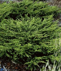 Juniperus Communis 'Repanda'