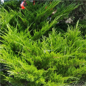 Juniperus X Media 'Pfitzeriana'