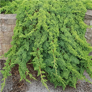 Juniperus Procumbens 'Nana'