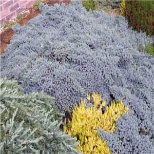 Juniperus Squamata 'Blue Carpet'