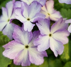 Primula Sieboldii 'Lilac Crinoline'