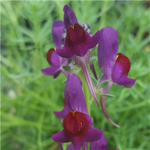Linaria Aeruginea Purple