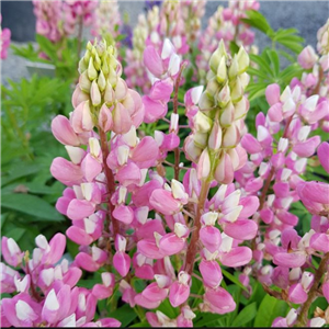 Lupin 'Gallery Pink'