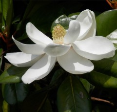 Magnolia Grandiflora 'Kay Paris'