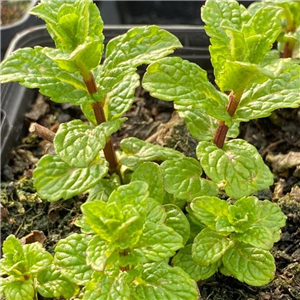Herb Mint - Israel (Mentha Spicata)