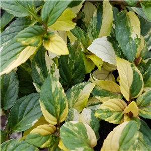 Herb Mint - Varigated Peppermint (Mentha Piperita)