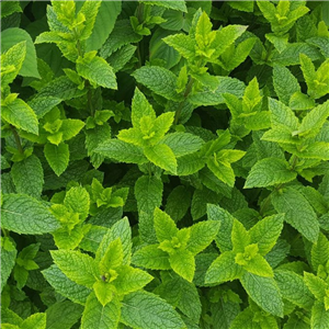 Herb Mint - Moroccan (Mentha Spicata)