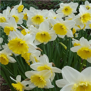 Narcissus (Daffodil) 'Ice Follies'. Loose, Per 10 Bulbs.